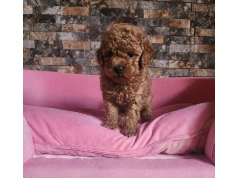 Toy boy sağlıklı poodle yavrumuz
