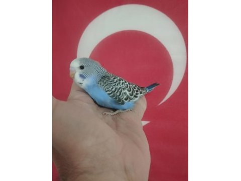 Yavru muhabbet kuşları
