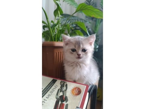 British longhair yavrularımız