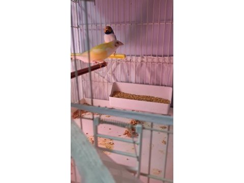 Çift goldian finch (gökkuşağı ispinozu)