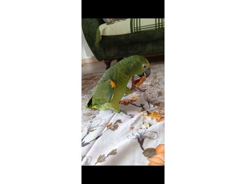 Blue front amazon papağanı üst düzey