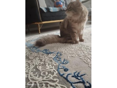 Norveç orman kedisi