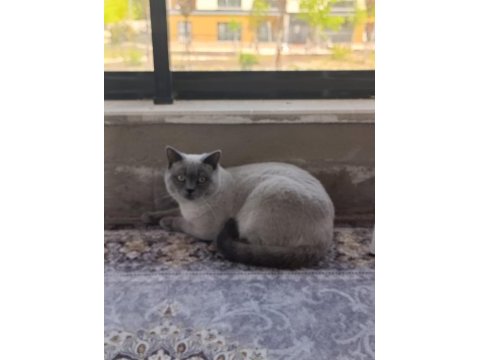Çok uysal british shorthair 6 aylık bakımlı