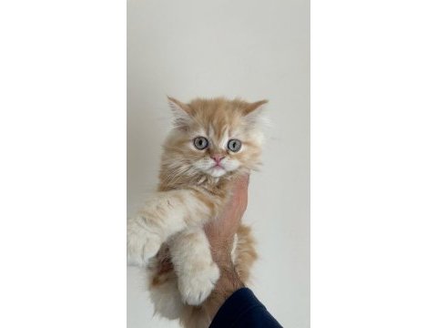 Dişi iran kedilerimize ömürlük yuva aranıyor