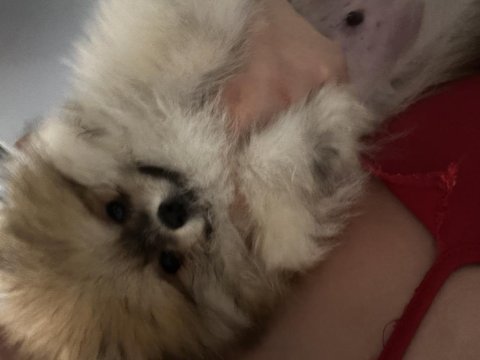 Yavru pomeranian boo