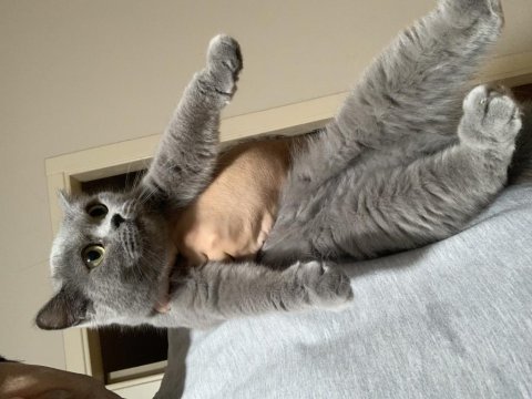 Show kalite safkan british shorthair yavrular