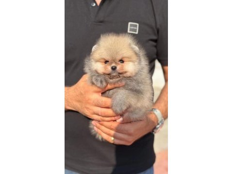 Ayı surat orange pomeranian