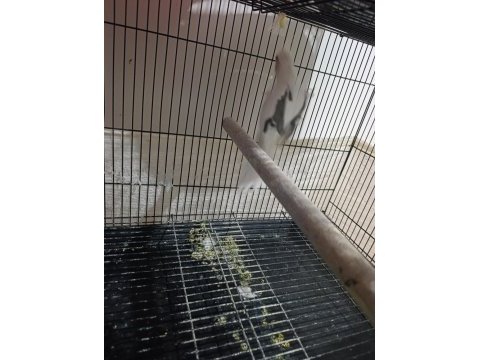 Heavy pied sultan papağanı
