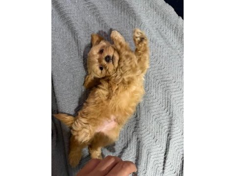 Bal maltıpoo bebeğimiz