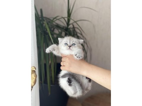 Ayı surat british shorthair yavrum 
