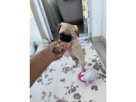 2 aylık yavru pug orijinal erkek