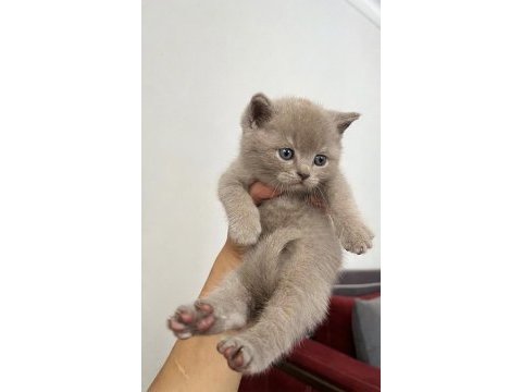 British shorthair oğluşum