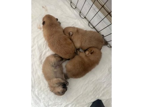 Baba bebek yüz anne ayı surat 34 günlükler