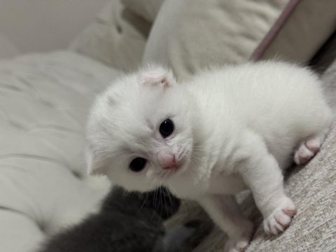 19.04.2025 doğumlu scottish fold kediler