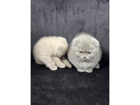 Koca kafa scottish fold bebekler