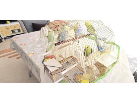 Kaliteli bilezikli sağlıklı muhabbet kuşlar