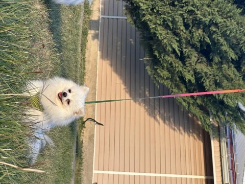 Kusursuz güzellikte yetişkin dişi pomeranian boo