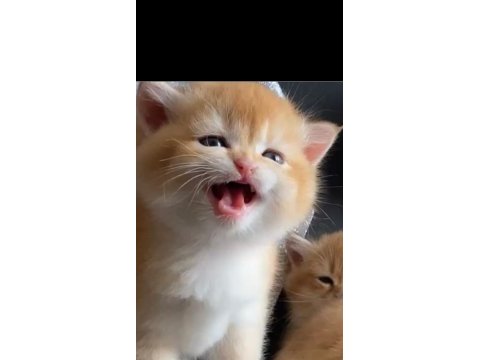 Show kalite safkan british shorthair golden