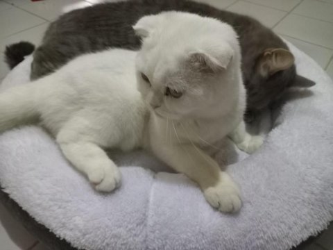 7 aylık scottish fold kırık kulak