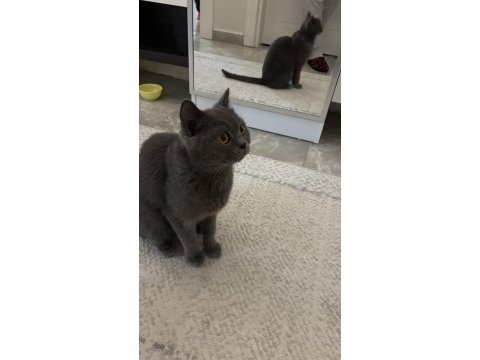 British shorthair dişi