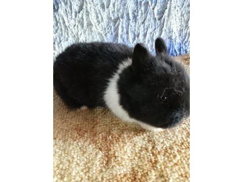 Netherland dwarf hollanda cücesi tavşan