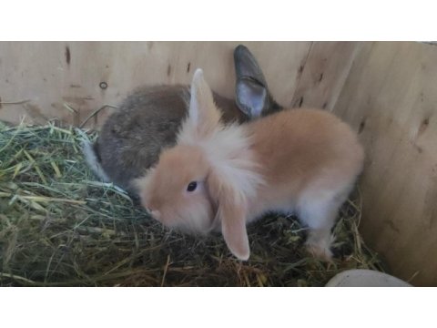 Lop hollanda tavşanı