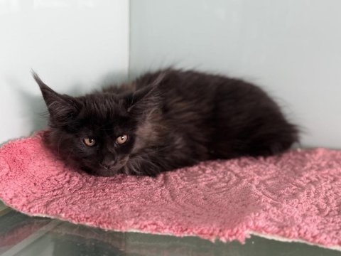 Ankarada ziyarete açık maine coon yavrular
