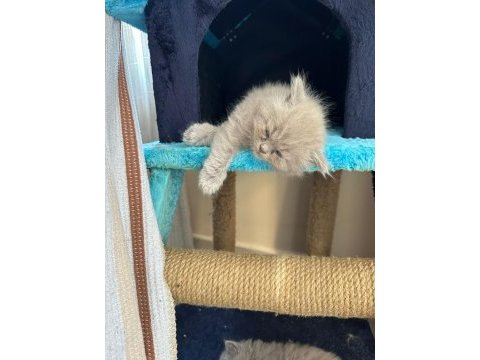 British shorthair 2.5 aylık
