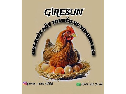 Karışık bıldırcın civcivleri