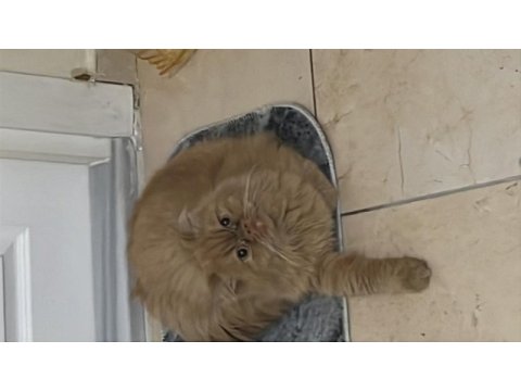 Dünyalar tatlısı iran kedisi poffy