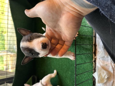 A secereli minyatür bull terrier yavruları kıf-fcı kayıtlı