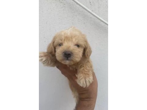 Orijinal maltipoo yavrularımız ırk sağlık garantili