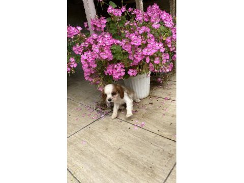 Çok özel cavalier king charles uygundan verilecek