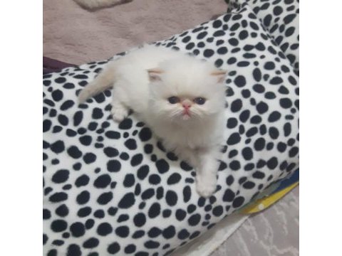 Safkan iran kedisi 45 günlük rezerveye açık