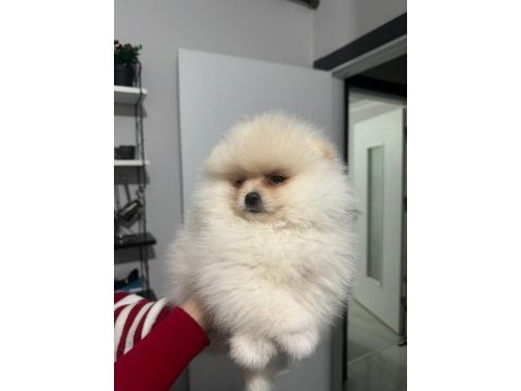 3.5 aylık teddy face pomeranian boo