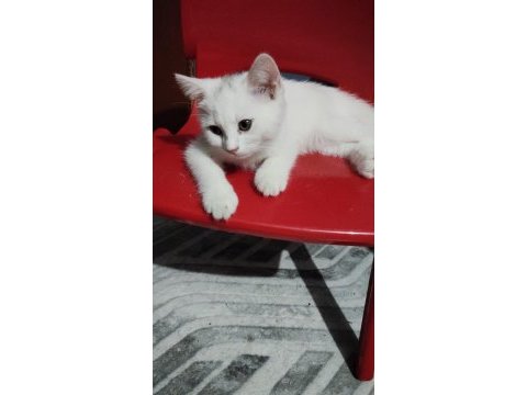 Minik kedilere yuva aranıyor
