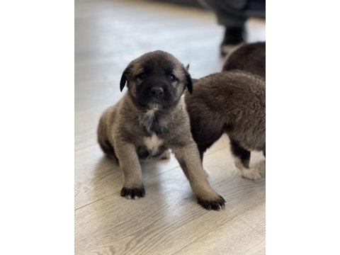 Safkan kangal panter torunu soy garantili