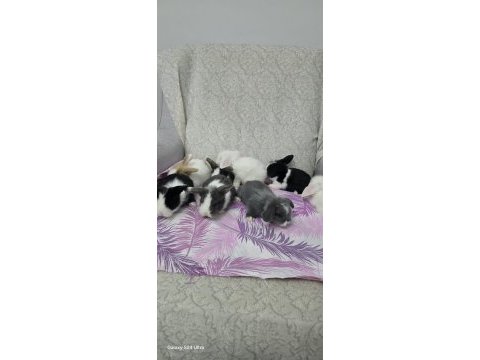 Cüce tavşan ve lop tavşanlar