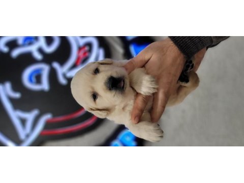 Safkan ırk garantili golden retriever yavrular