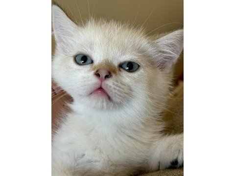 British shorthair paşam uyguna verilecek