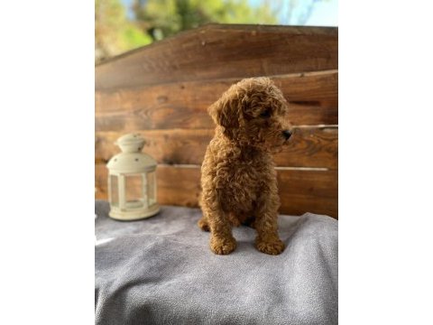 Son 2 yavrumuz uygun fiyatlı poodle