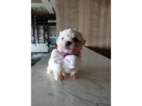 Teacup maltese terrier bebeklerimiz