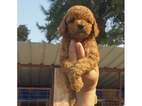Vişneli browniler poodle köpekler