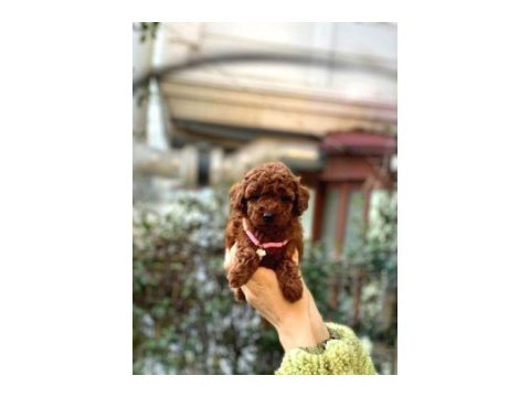 Orijinal toy poodle bebeklerim