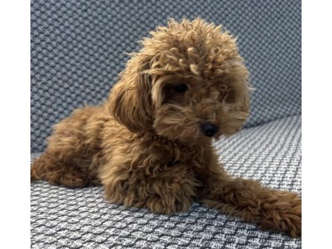 Tea cup ponçik poodle