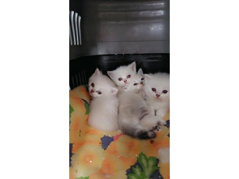 British shorthair yavru kediler