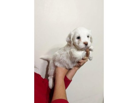 Teacup maltese bebişler