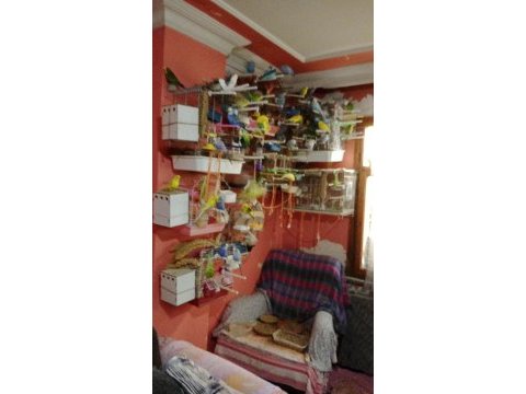 Dişi ve erkek çift muhabbet kuşu yumurtaları ile