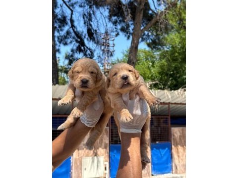 Golden retriever yavrularımız