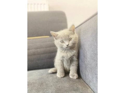 British shorthair orjinal